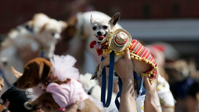 Chihuahua Invasion 3.jpg